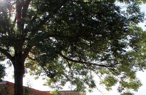 Corsavy House | Mas Vilalte, an old mansion house immersed in the woody slopes of Mount Canigo