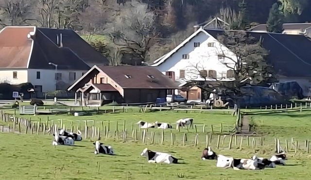 Les bruchels - the divine bovine