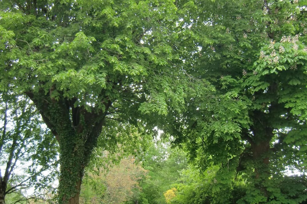 Photo of Outdoor in Roumegoux