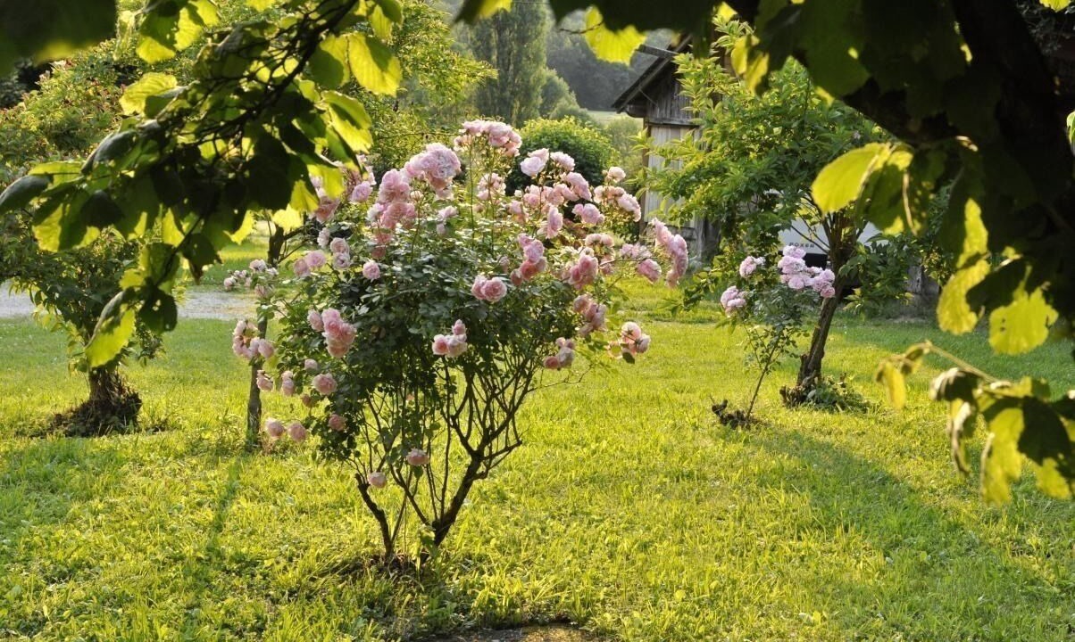 Photo of Outdoor in Saint-Sulpice