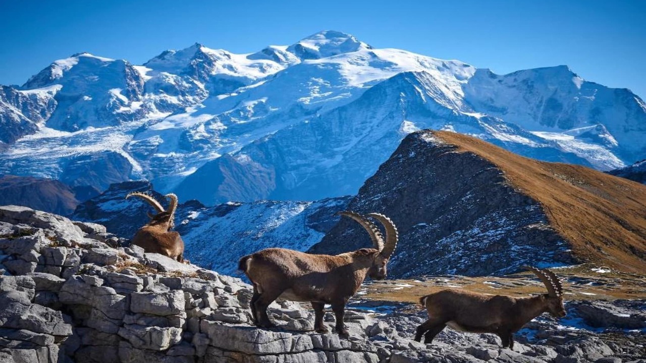 Photo of Others in Flaine