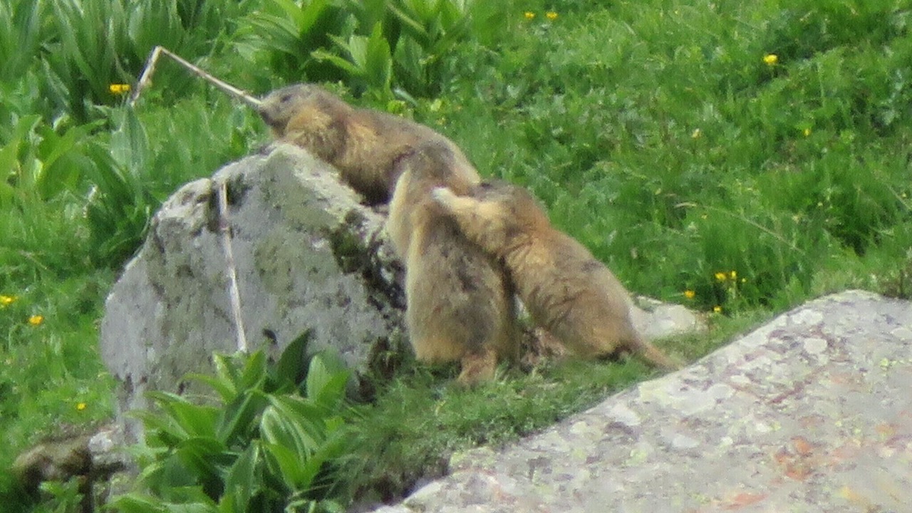 Photo of Outdoor in Saint-Sorlin-d'Arves
