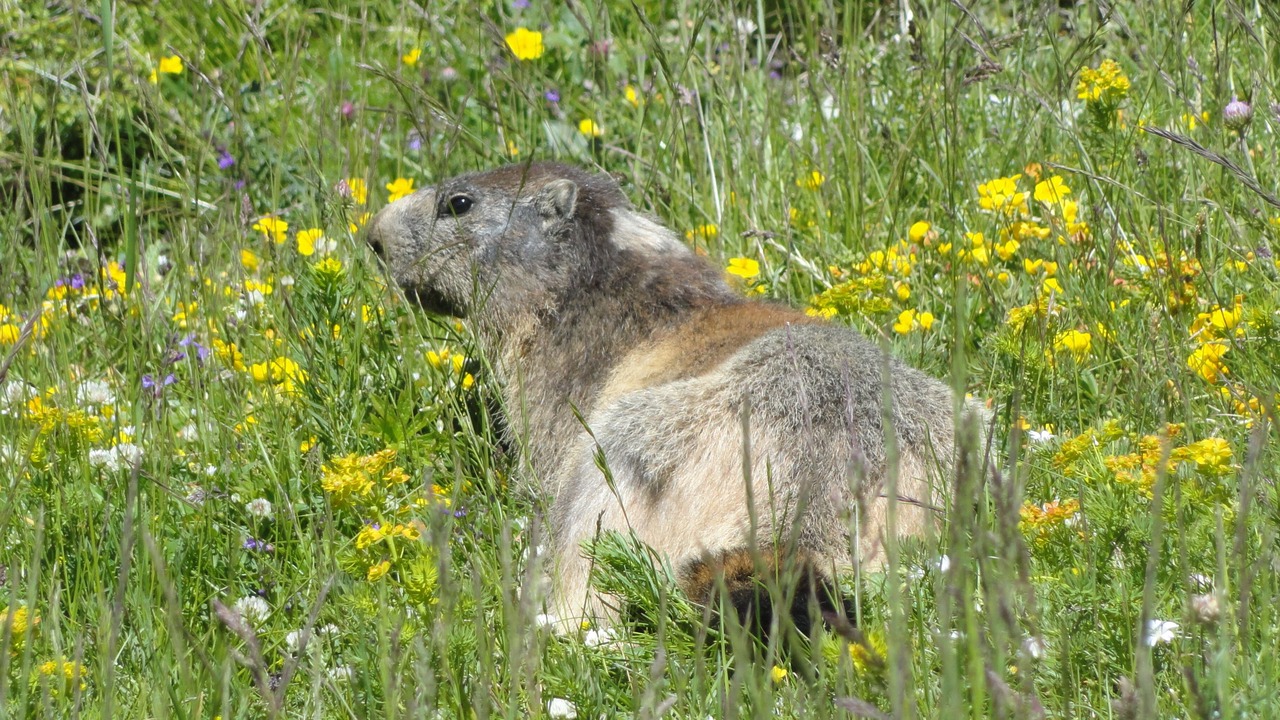 Photo of Outdoor in Saint-Sorlin-d'Arves