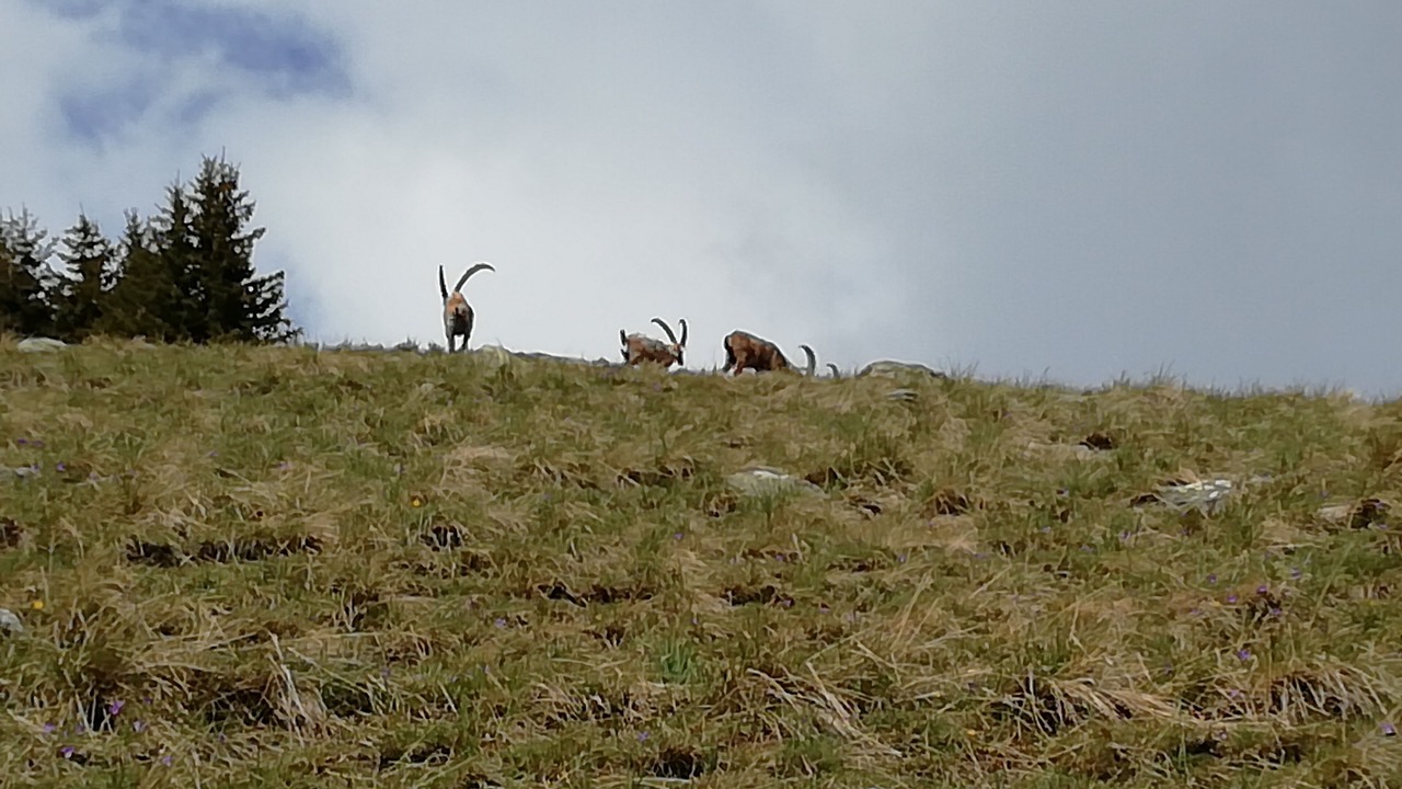 Photo of Outdoor in Saint-Sorlin-d'Arves
