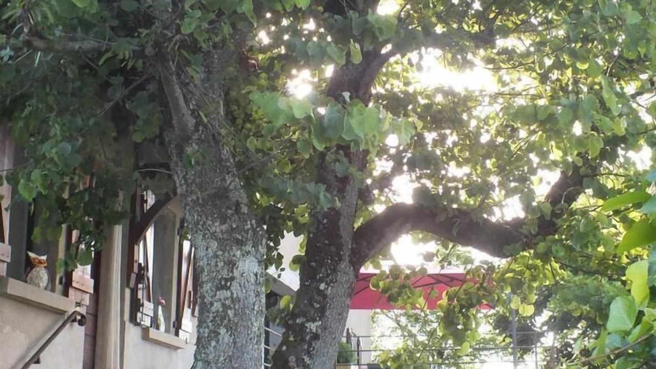 Photo of Outdoor in Saint-Jean-Mirabel