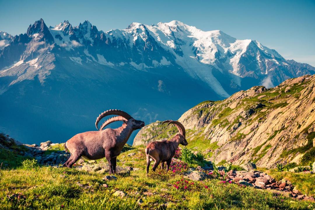 Photo of Others in Argentiere